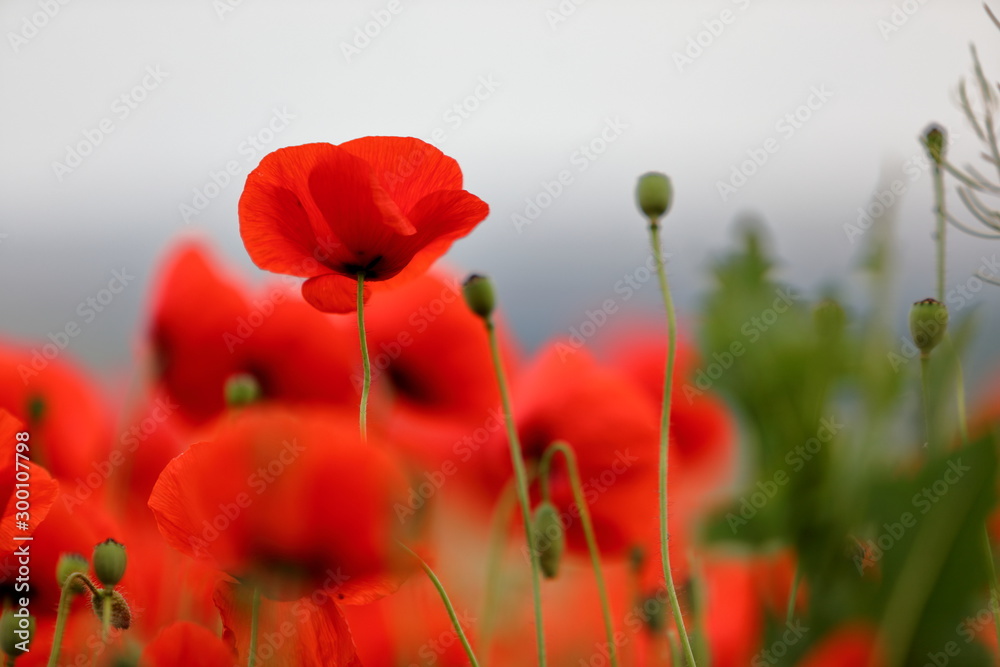 Fototapeta premium Mohnblumen