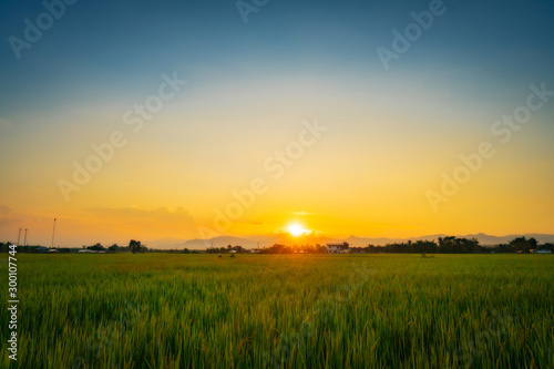 Natural scenic beautiful sunset and rice field agricultural background © tortoon