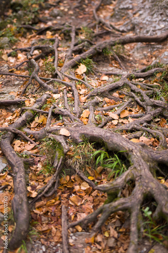 Tree roots with fallen autumn leaves