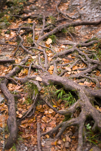 Tree roots with fallen autu...