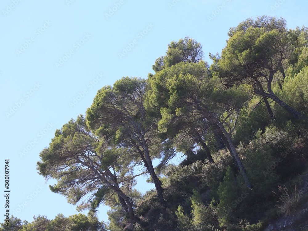 Obraz premium Kiefern und Zypressen in Alassio