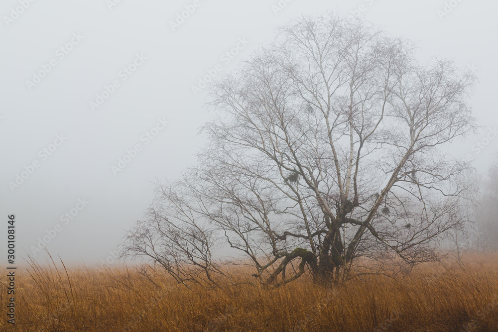 baum auf nebligem feld baum auf nebligem feld