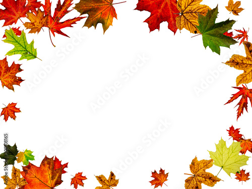 Leaves isolated. Autumn leaf pattern. Season falling leaves background.