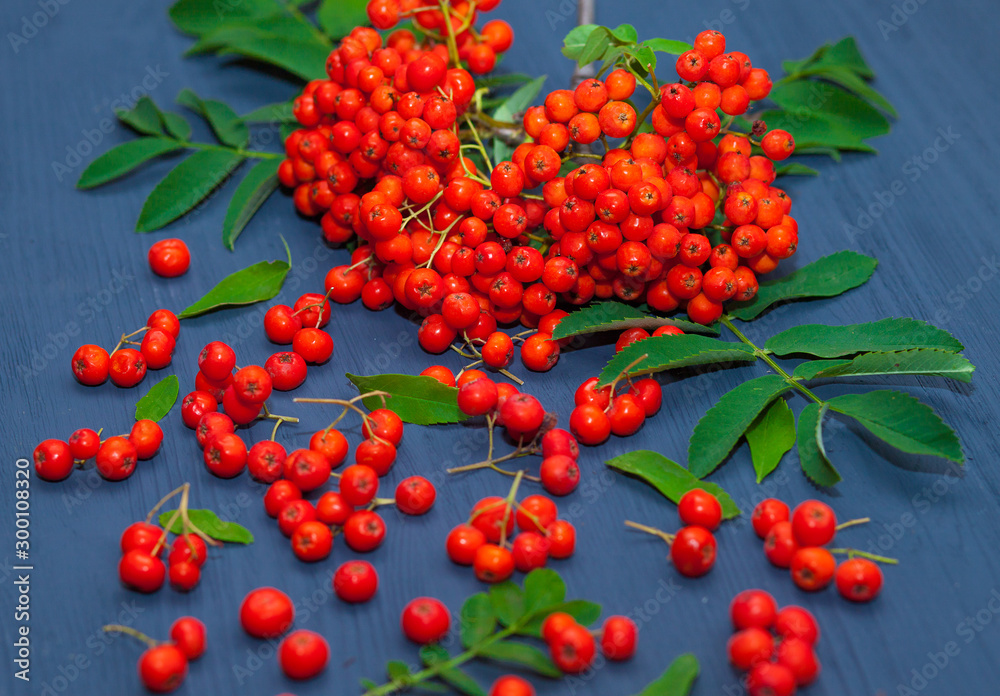 Fototapeta premium A branch of red mountain ash on a dark wooden background