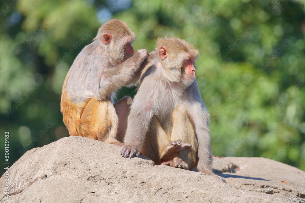 Fototapeta premium サル