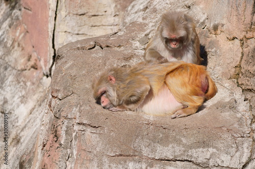 サル