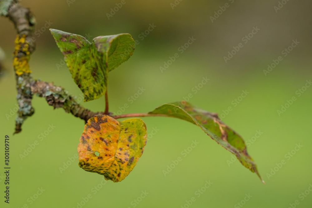 Apfelbaum im Herbst Stock Photo