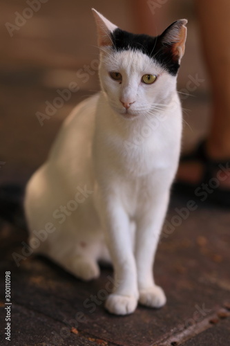 Griechische Katzen © Volker