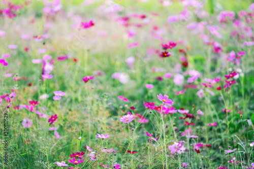 Colorful cosmos flowers blooming in the garden © Farknot Architect