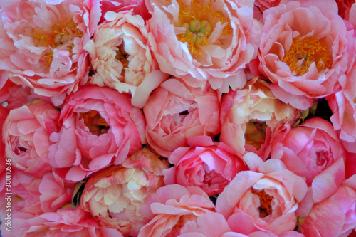 Peony flowers create a beautiful background.