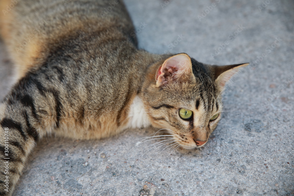 Obraz premium Griechische Katzen