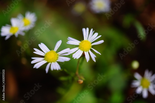 white flower in the garden