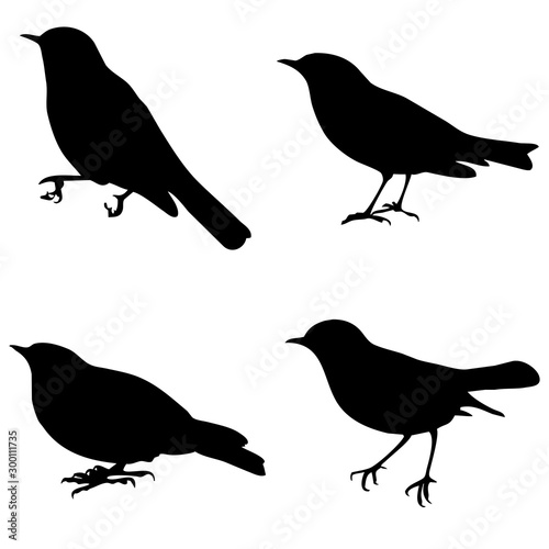 pájaros