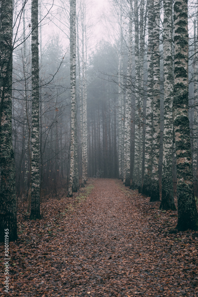 Fototapeta premium misty forest a foggy autumn day