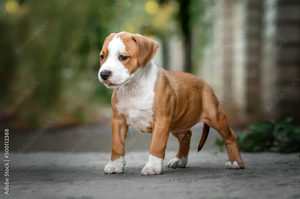 cute puppy american staffordshire terrier first walk in the park