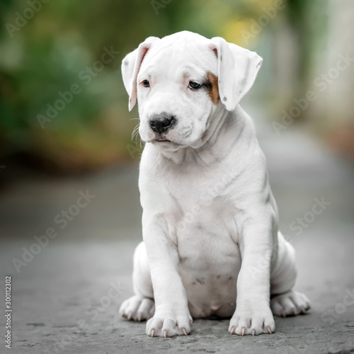 cute puppy american staffordshire terrier first walk in the park