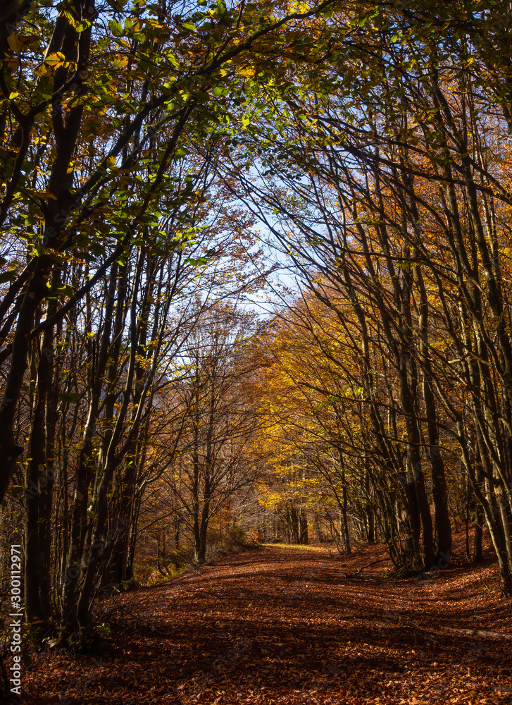 Avenue of autumn trees in the Parco dei Cento Laghi ie Park of One Hundred Lakes, in the Apennine mountains National Park, Italy. Near Lagostrello.