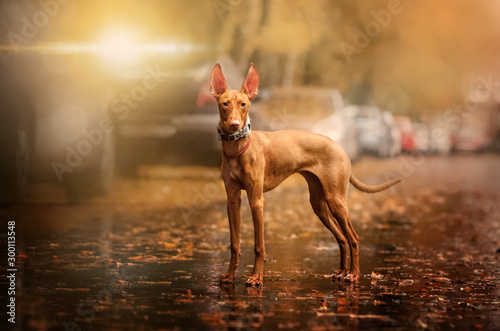 cirneco dell etna dog beautiful autumn portrait walk in the park magic light photo