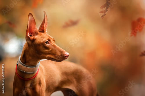 cirneco dell etna dog beautiful autumn portrait walk in the park magic light photo