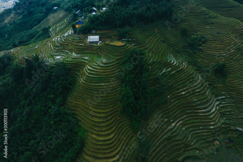 Top aerial birdseye view of harvested green rice terraces and small shacks in Sapa, North Vietnam. Shot in Autumn, October 2019