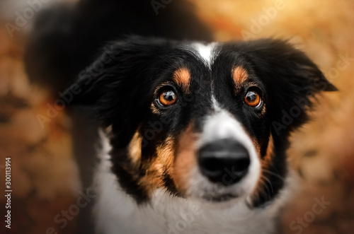 border collie dog funny walk in autumn park yellow color beautiful portrait