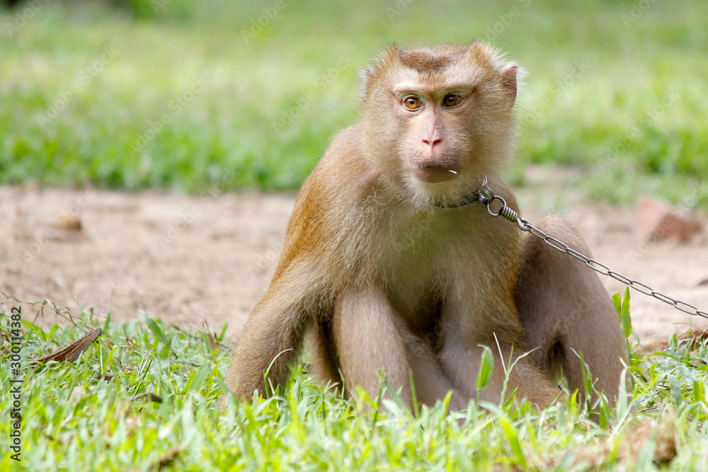 Fototapeta premium Portrait of macaque monkey