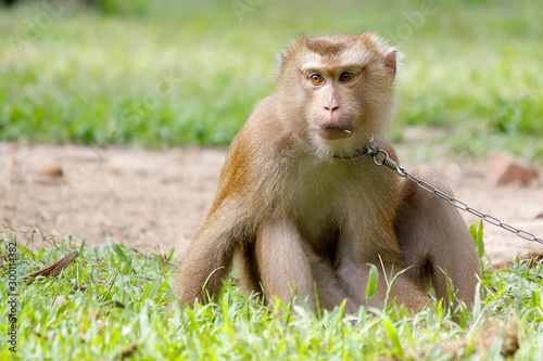 Portrait of macaque monkey