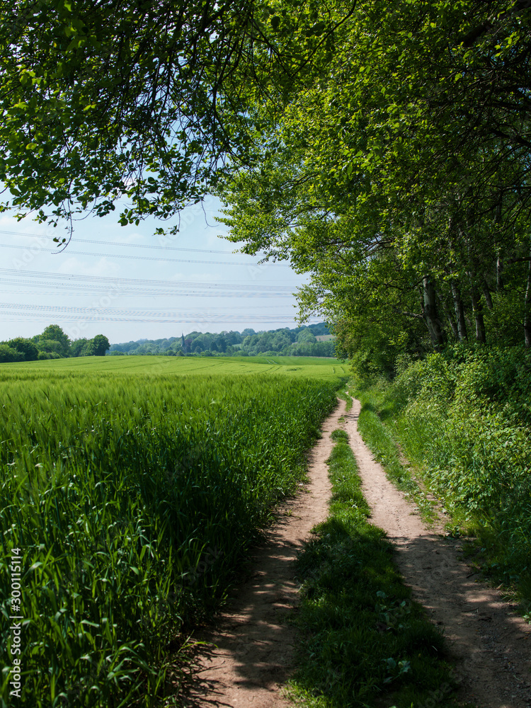 Fototapeta premium Trampelpfad Neanderlandsteig