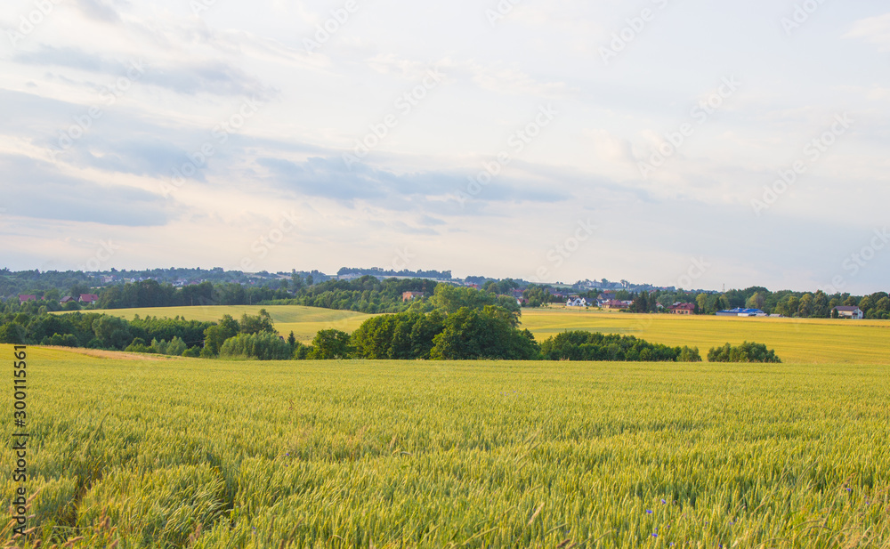Polish arable fields. Rural landscape. Ripening cereals. Polish arable fields. Rural landscape. Ripening cereals.
