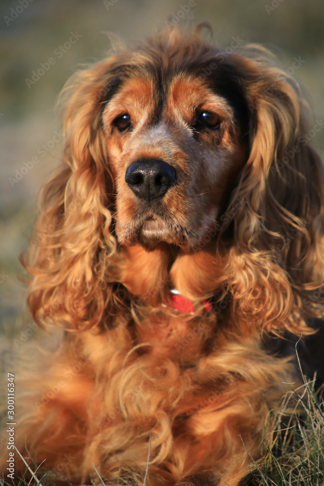 Cocker Spaniel Cocker Spaniel