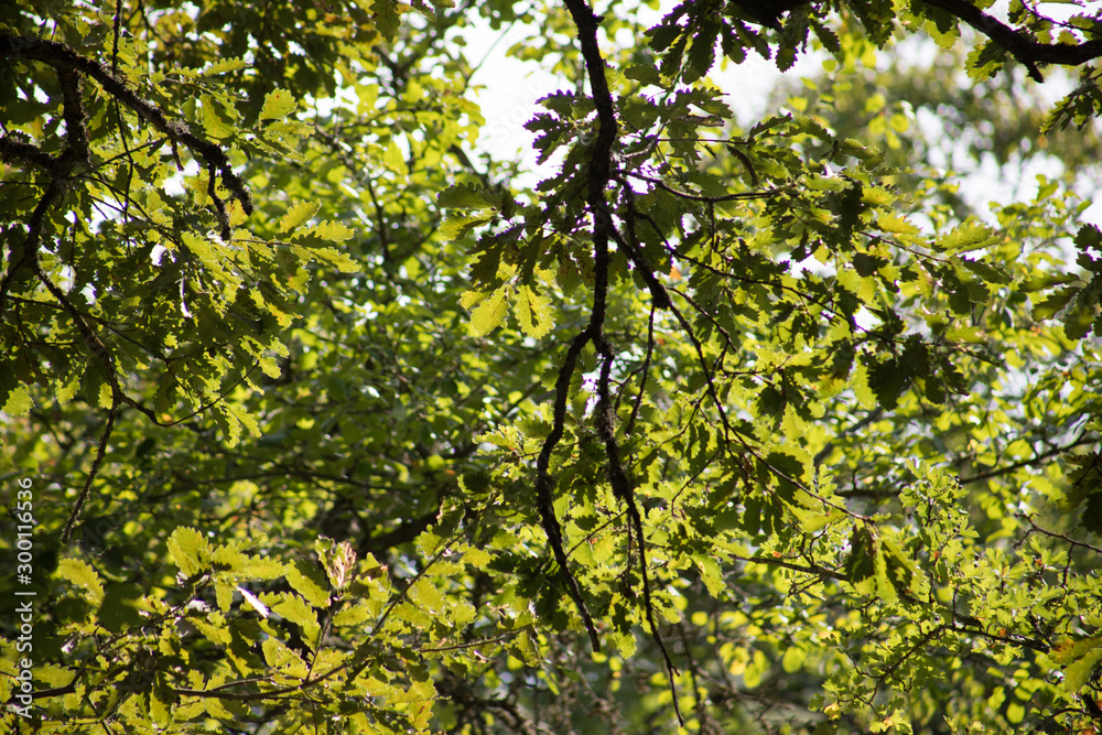Leaves twigs green and yellow color beautiful background. Summer forest. Nature of Azerbaijan close up. Leaves twigs green and yellow color beautiful background. Summer forest. Nature of Azerbaijan close up.