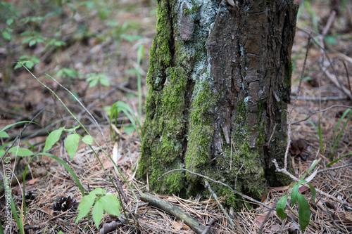 Bark of Pine Tree close up. Beautiful pine forest at summer time.