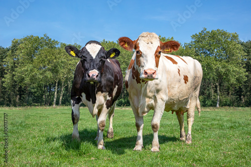 Two nosy cows side by side, playful together, black and white cow and a red and white cow standing in a meadow.