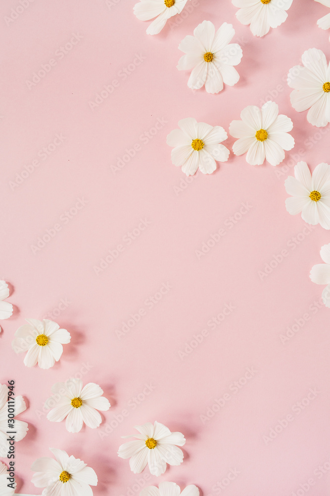 A beautiful white chamomile, daisy flowers on pale pink background.  Holiday, wedding, birthday, anniversary concept.  Flat lay, top view copy space. Minimal concept.