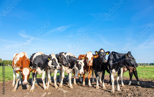 Herd of young heifer cows stand in a row next to each other in a pasture under a blue sky and a faraway horizon.