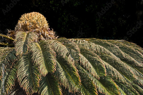 closeup of a section of a sago palm with the female reproductive structure (flower) on top of an old plant on a very dark green background photo