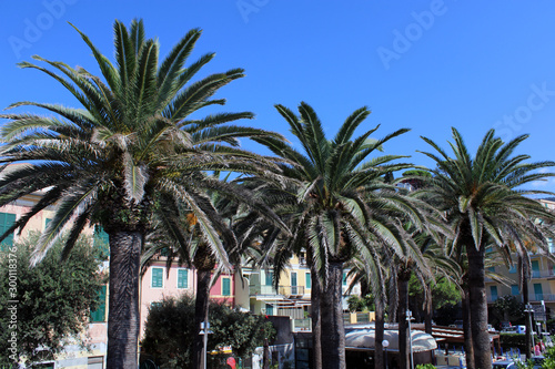 Tre alberi di palma con case e cielo