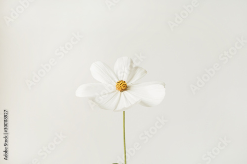 Minimal styled concept. White daisy chamomile flower against white background. Copy space. Creative lifestyle summer, spring concept. © Floral Deco