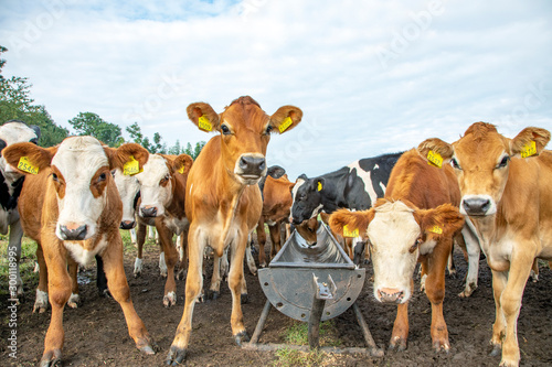 Group cow calves around a metal trough, Blister Head, Jersey and Holstein Friesian. photo