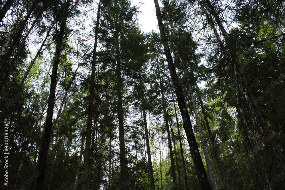 trees in the forest