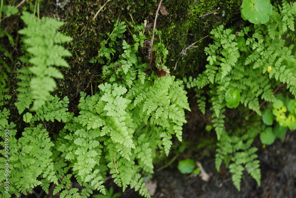 green plants fern in nature