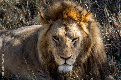 Head of a male lion