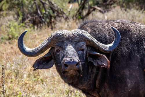 Head of an african buffalo
