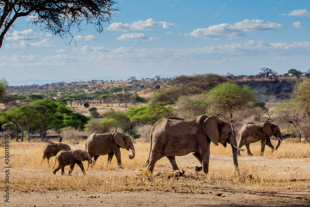 Herd of elephants in the african savannah