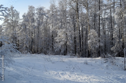 Siberian winter, winter forest, crackling frost, blue transparent sky. Trees, shrubs covered with snow and hoarfrost, beauty. © Михаил Рафибеков