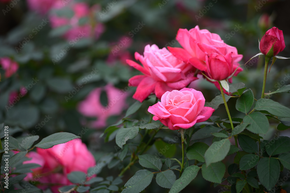 荒牧バラ公園　薔薇