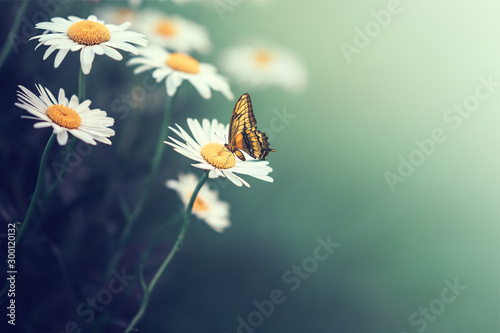 Canvas Print Beautiful butterfly on a daisy flower consuming their nectar