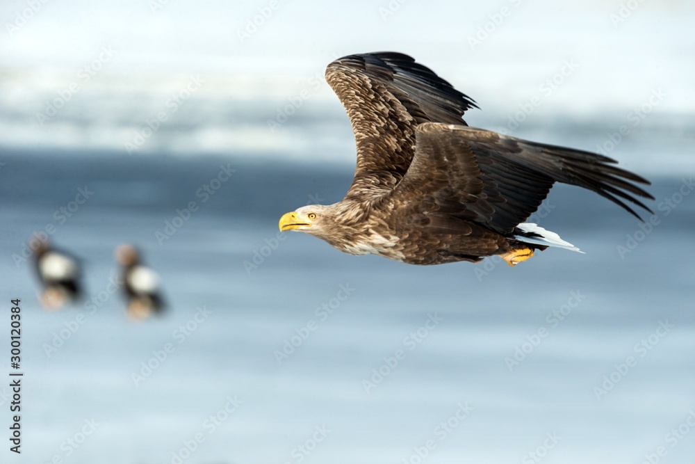 White-tailed eagle in flight over frozen lake, Hokkaido, Japan, majestic sea raptors with big claws and beaks, wildlife scene from nature,birding adventure in Asia,winter scenery with flying bird White-tailed eagle in flight over frozen lake, Hokkaido, Japan, majestic sea raptors with big claws and beaks, wildlife scene from nature,birding adventure in Asia,winter scenery with flying bird