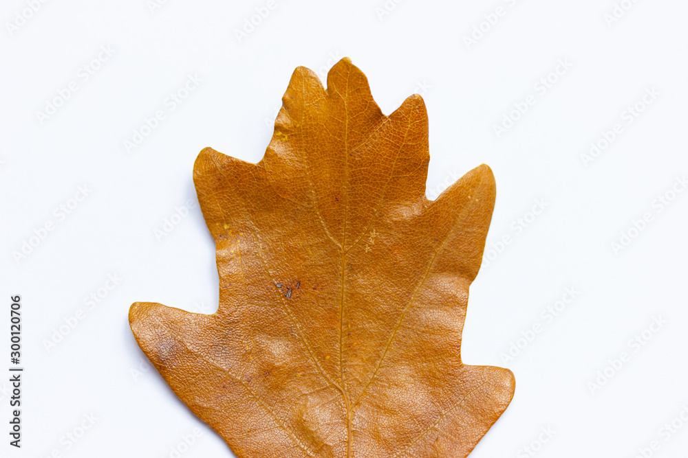 Fototapeta premium Brown-orange autumn leaf of oak tree on the white background