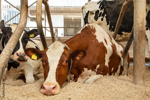Cow is relaxed in a clean stable with her head on the straw sawdust.
